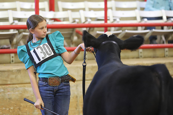 East Texas State Fair - Steer Show-019