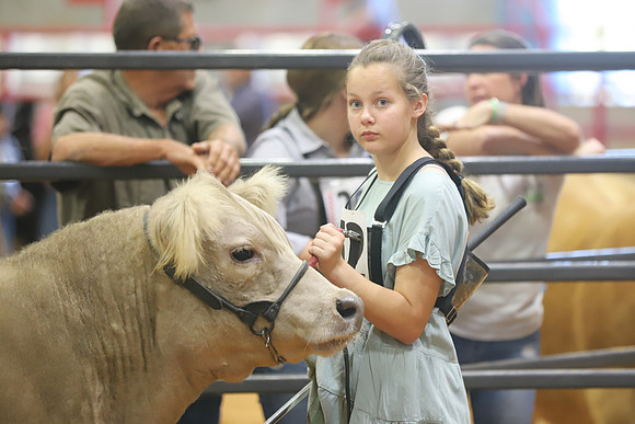 East Texas State Fair - Steer Show-036