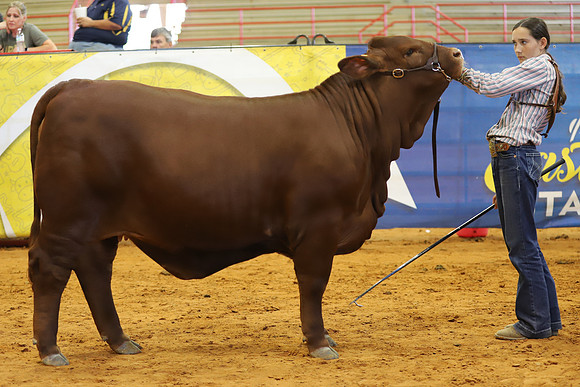 EastTexasStateFair-JBBAHeiferShowmanship-21