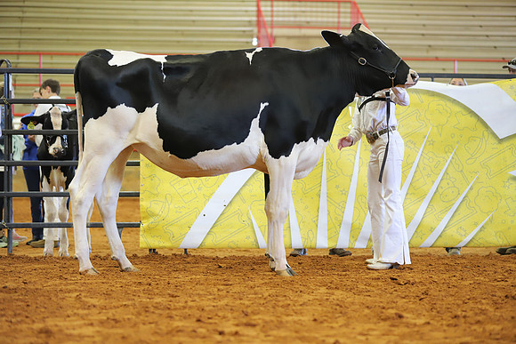 East Texas State Fair - Dairy Show-313