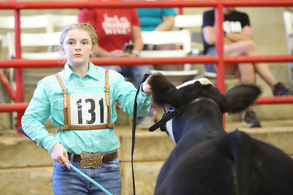 East Texas State Fair - Steer Show-090