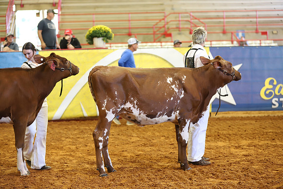 East Texas State Fair - Dairy Show-216