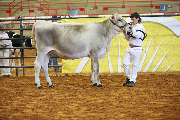 East Texas State Fair - Dairy Show-360