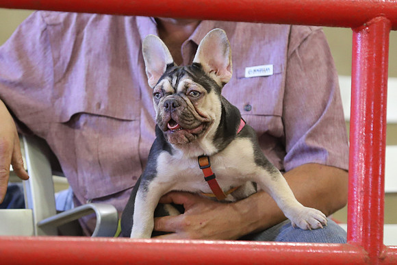 EastTexasStateFair-JBBAHeiferShowmanship-06