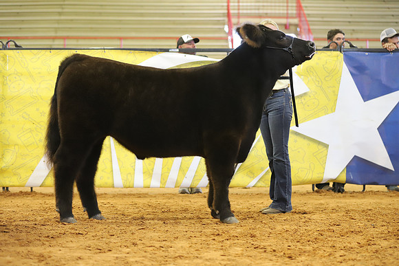 East Texas State Fair - Steer Show-122