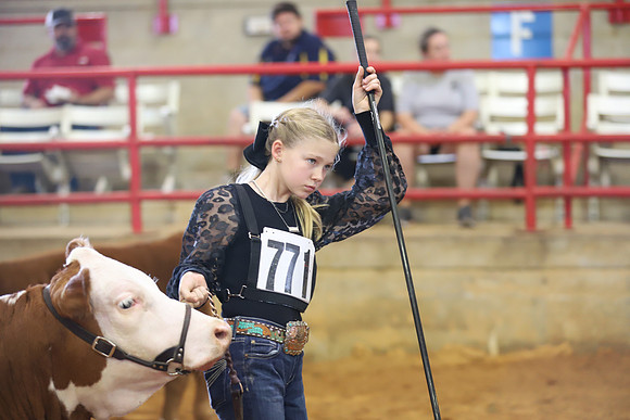 EastTexasStateFair-BritishHeiferShowmanship-69
