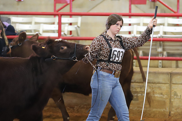 EastTexasStateFair-BritishHeiferShowmanship-16
