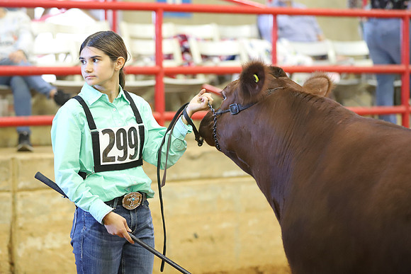 East Texas State Fair - Steer Show-097