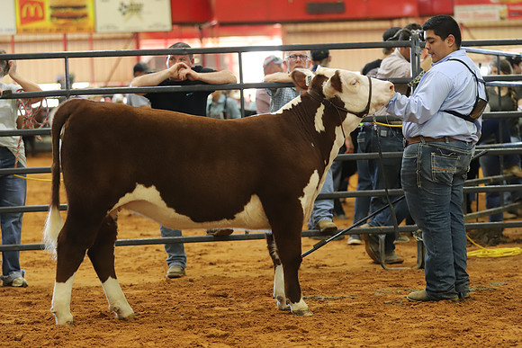 EastTexasStateFair-BritishHeiferShowmanship-07