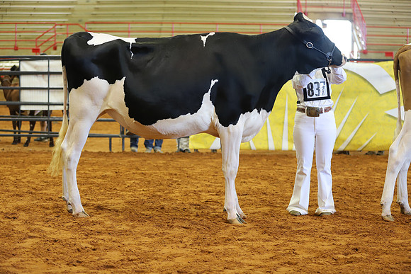 East Texas State Fair - Dairy Show-298