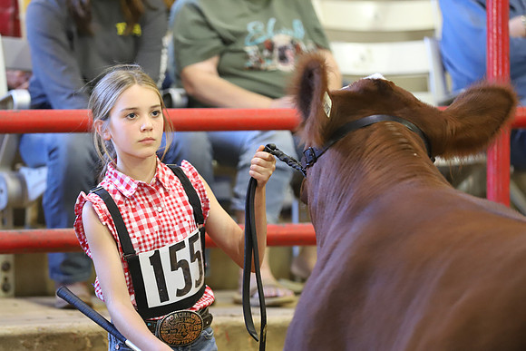East Texas State Fair - Steer Show-104