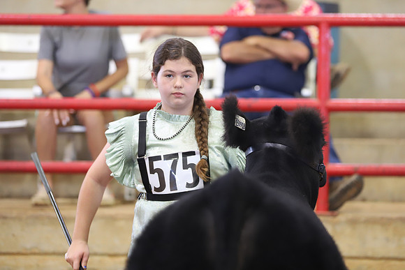 EastTexasStateFair-BritishHeiferShowmanship-75