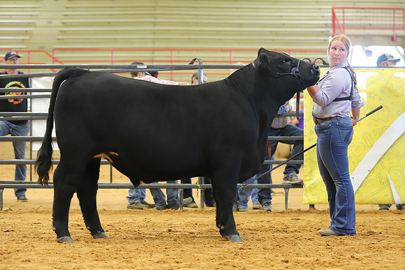 East Texas State Fair - Steer Show-121