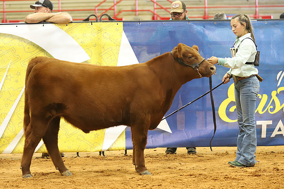 East Texas State Fair - Steer Show-096