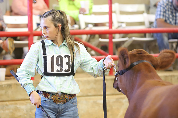 East Texas State Fair - Steer Show-116