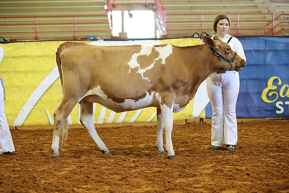East Texas State Fair - Dairy Show-389