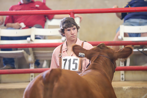 EastTexasStateFair-BritishHeiferShowmanship-50