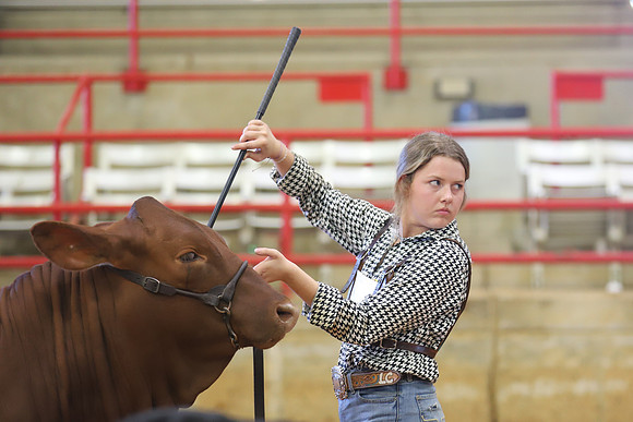 EastTexasStateFair-JBBAHeiferShowmanship-04