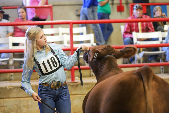 East Texas State Fair - Steer Show-107