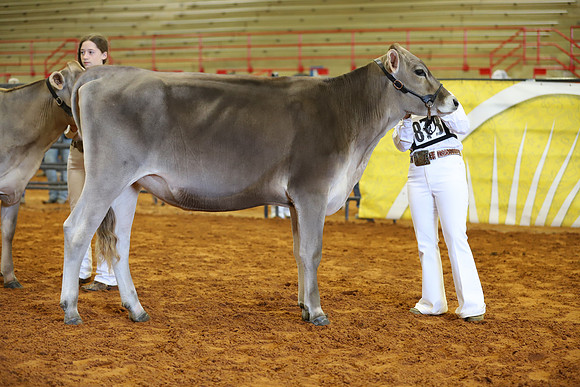 East Texas State Fair - Dairy Show-359