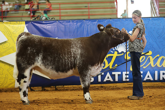EastTexasStateFair-BritishHeifers-007