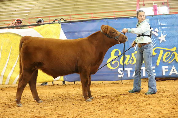 East Texas State Fair - Steer Show-115