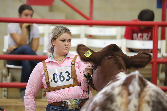 EastTexasStateFair-BritishHeifers-020
