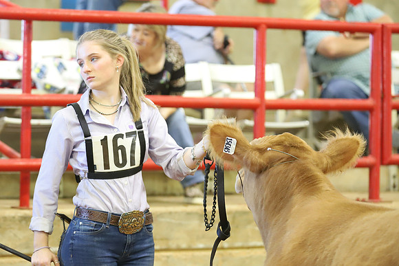 East Texas State Fair - Steer Show-085