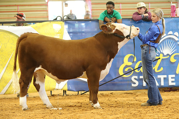 East Texas State Fair - Steer Show-095