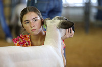 Back to School Showdown - Lambs