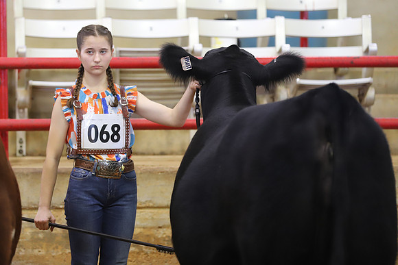 EastTexasStateFair-BritishHeiferShowmanship-35