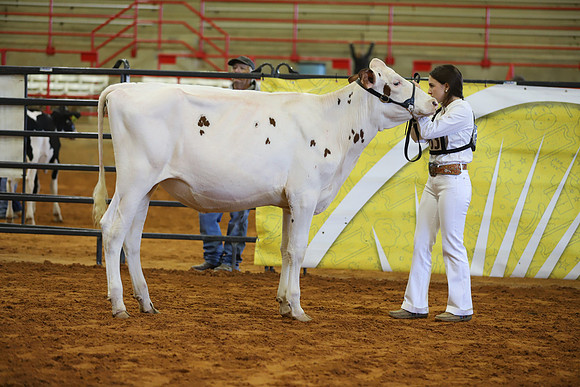 East Texas State Fair - Dairy Show-329