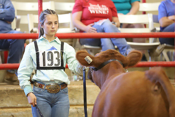 East Texas State Fair - Steer Show-100