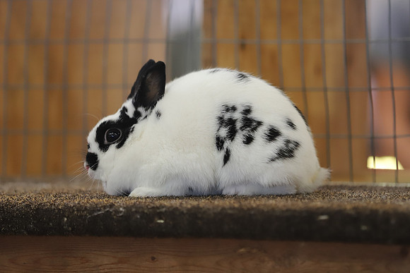 EastTexasStateFair-RabbitShow-04
