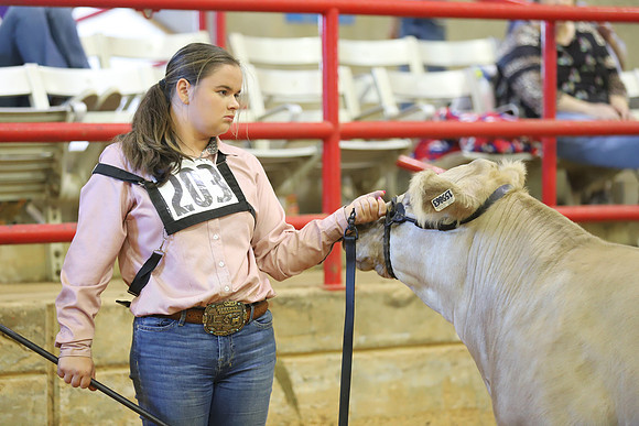 East Texas State Fair - Steer Show-048