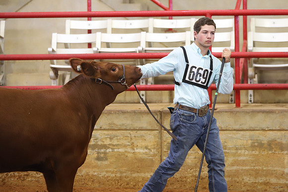 EastTexasStateFair-BritishHeiferShowmanship-10