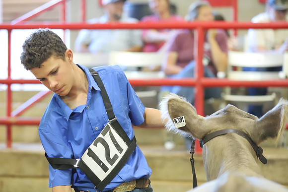 East Texas State Fair - Steer Show-088