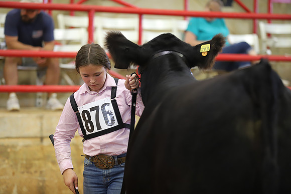 EastTexasStateFair-BritishHeiferShowmanship-71