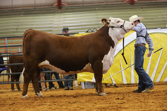 EastTexasStateFair-BritishHeiferShowmanship-41