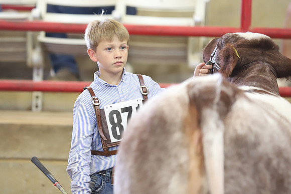 EastTexasStateFair-BritishHeiferShowmanship-78