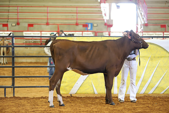East Texas State Fair - Dairy Show-228