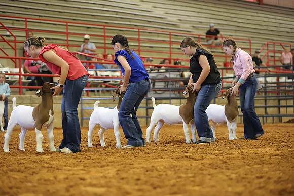 East Texas State Fair - Goat Showmanship-059