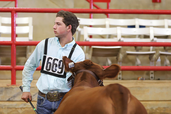 EastTexasStateFair-BritishHeiferShowmanship-29