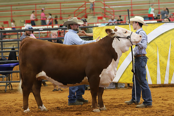 EastTexasStateFair-BritishHeiferShowmanship-40
