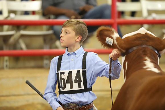 EastTexasStateFair-BritishHeiferShowmanship-72
