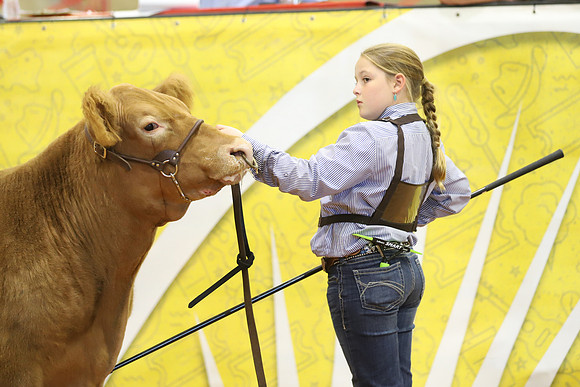 East Texas State Fair - Steer Show-067