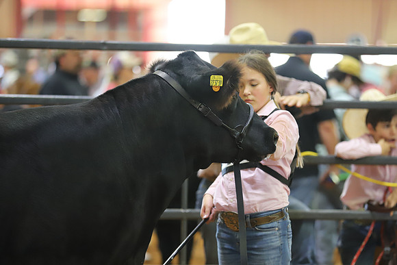 EastTexasStateFair-BritishHeiferShowmanship-56