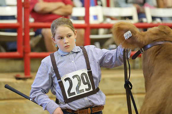 East Texas State Fair - Steer Show-071