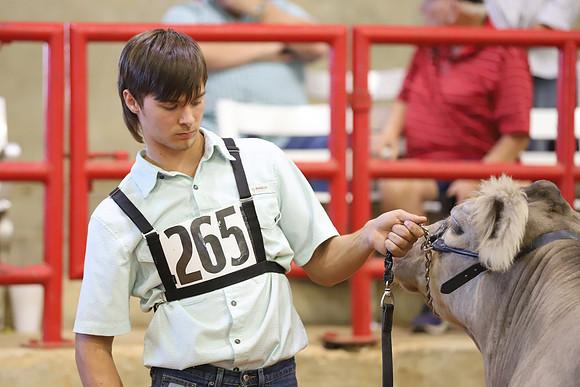 East Texas State Fair - Steer Show-044