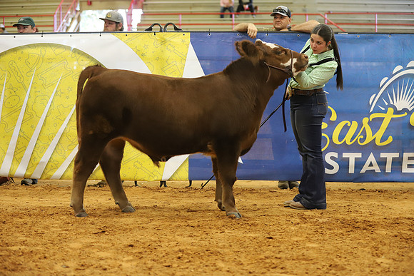 East Texas State Fair - Steer Show-110